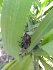 Pachycoris