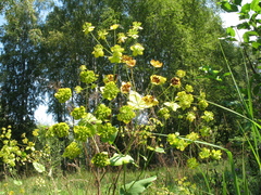 Bupleurum aureum