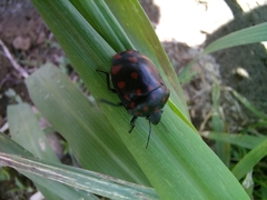 Pachycoris
