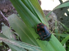 Pachycoris