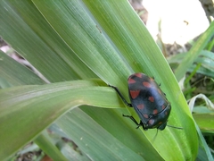Pachycoris