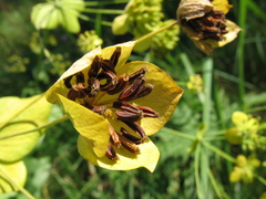 Bupleurum aureum
