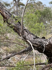 Leptospermum trinervium