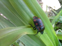 Pachycoris