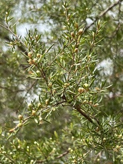 Leptospermum trinervium