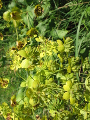 Bupleurum aureum