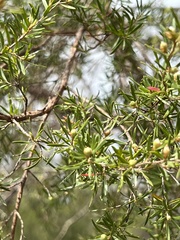 Leptospermum trinervium