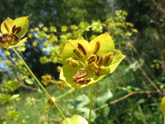 Bupleurum aureum