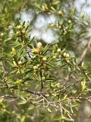 Leptospermum trinervium
