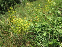 Bupleurum aureum