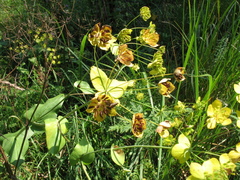 Bupleurum aureum