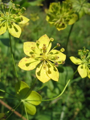 Bupleurum aureum