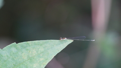 Aciagrion borneense