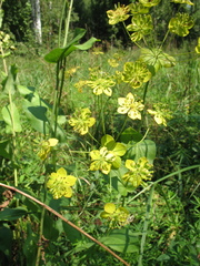 Bupleurum aureum