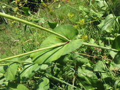Bupleurum aureum