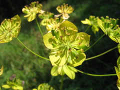 Bupleurum aureum