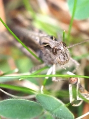 Chorthippus biguttulus