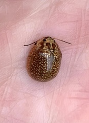 Paropsisterna cloelia