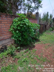 Tithonia diversifolia