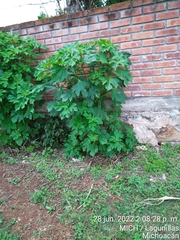 Tithonia diversifolia