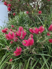Melaleuca citrina