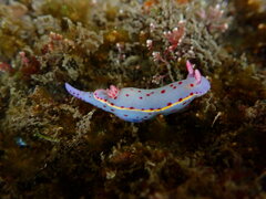 Hypselodoris bennetti