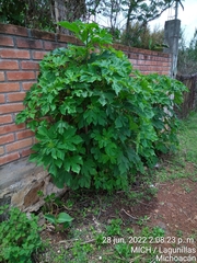 Tithonia diversifolia