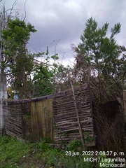 Tithonia diversifolia