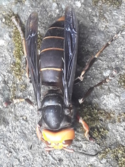 Vespa mandarinia