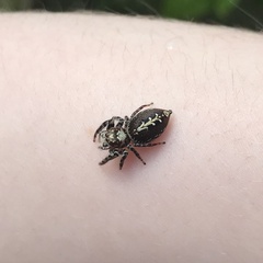 Opisthoncus parcedentatus