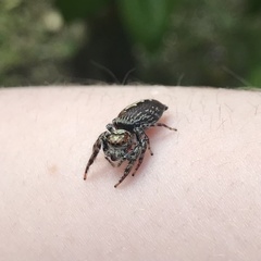 Opisthoncus parcedentatus