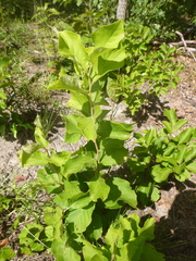 Styrax grandifolius