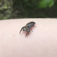 Opisthoncus parcedentatus