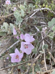 Malacothamnus fasciculatus