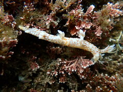 Bornella hermanni