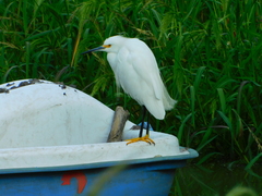 Egretta thula