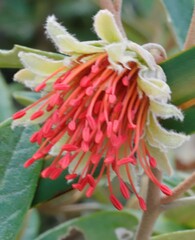 Diplolaena dampieri