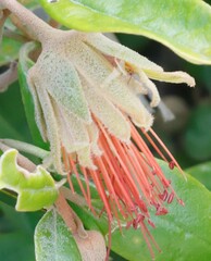 Diplolaena dampieri
