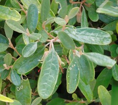 Diplolaena dampieri