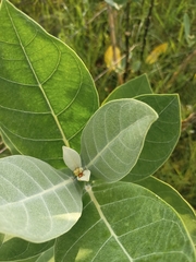 Calotropis gigantea
