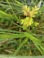 Phyllanthus tenellus