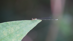 Aciagrion borneense