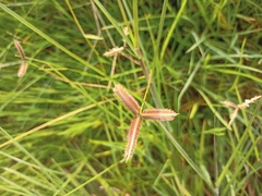 Dactyloctenium aegyptium