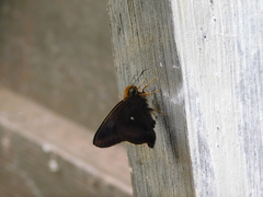 Hasora badra