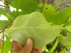 Styrax grandifolius