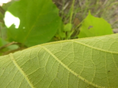 Styrax grandifolius