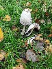 Coprinus comatus