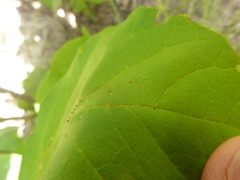 Styrax grandifolius