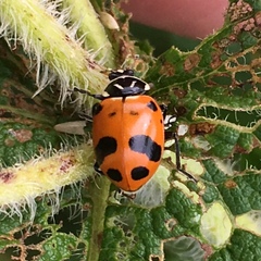 Hippodamia glacialis