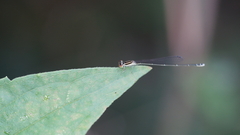Aciagrion borneense